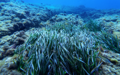 Posidònia: per què és tan important per a la Mediterrània?