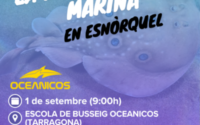 Cens de biodiversitat marina en snorkel