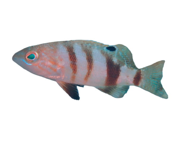 brownfish