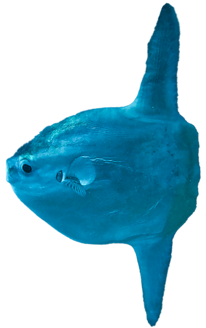 peix10