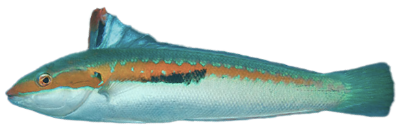 pez2