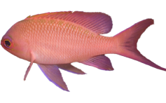 salmon