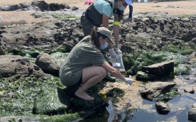 Ciência na Maré Baixa: Observação de espécies e ADN Ambiental