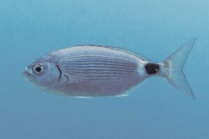 L'oblada (Oblada melanura), es pot confondre amb l'esparrall.