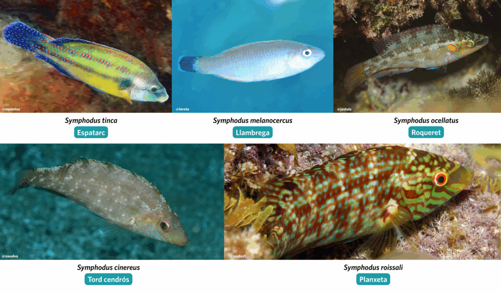Fotografies amb trucs per identificar peixos del gènere Symphodus sp.