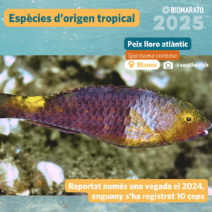 Peix lloro atlàntic