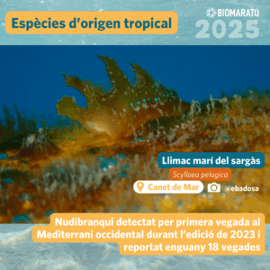 Llimac marí del sargàs