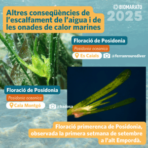 Floració de posidonia
