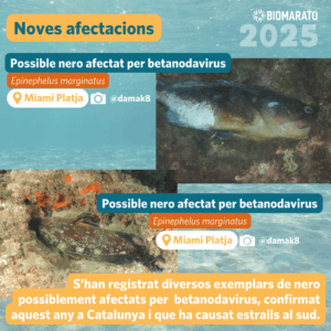 Nero afectat per betanovirus