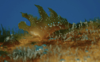 BioMARató 2025: un any de rècords i un mapa complet de la costa catalana